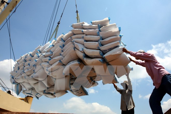 Cân nhắc áp dụng tiêu chuẩn VietGap cho gạo xuất khẩu